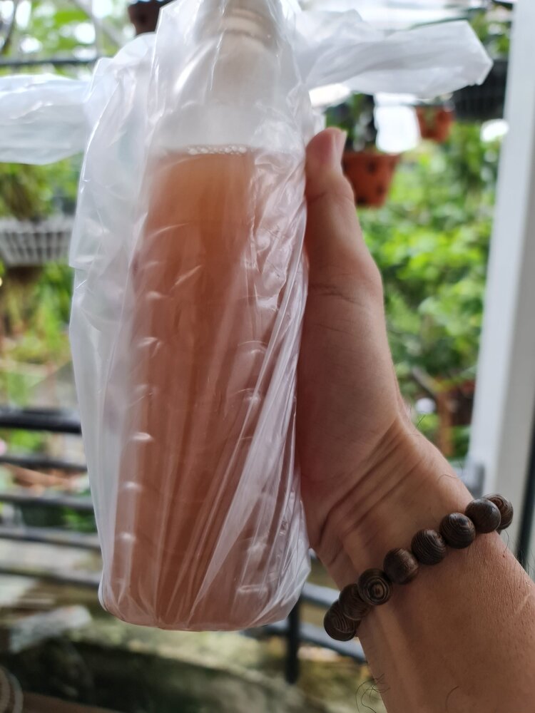 Bài học cho dân tập sự chơi lan mùa Covid19 và chơi cả hồng :P Bài học cho dân tập sự chơi lan mùa Covid19 và chơi cả hồng :P