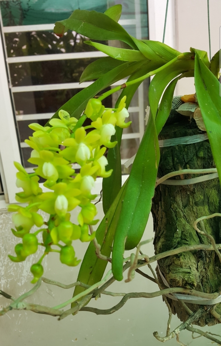 Bài học cho dân tập sự chơi lan mùa Covid19 và chơi cả hồng :P Bài học cho dân tập sự chơi lan mùa Covid19 và chơi cả hồng :P