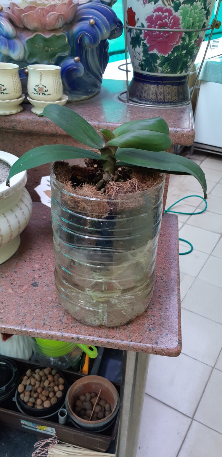 Bài học cho dân tập sự chơi lan mùa Covid19 và chơi cả hồng :P Bài học cho dân tập sự chơi lan mùa Covid19 và chơi cả hồng :P