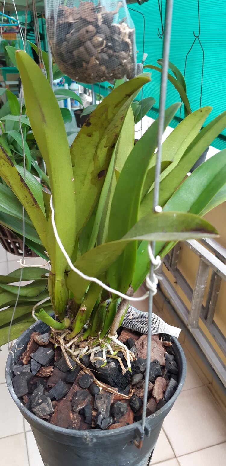 Bài học cho dân tập sự chơi lan mùa Covid19 và chơi cả hồng :P Bài học cho dân tập sự chơi lan mùa Covid19 và chơi cả hồng :P