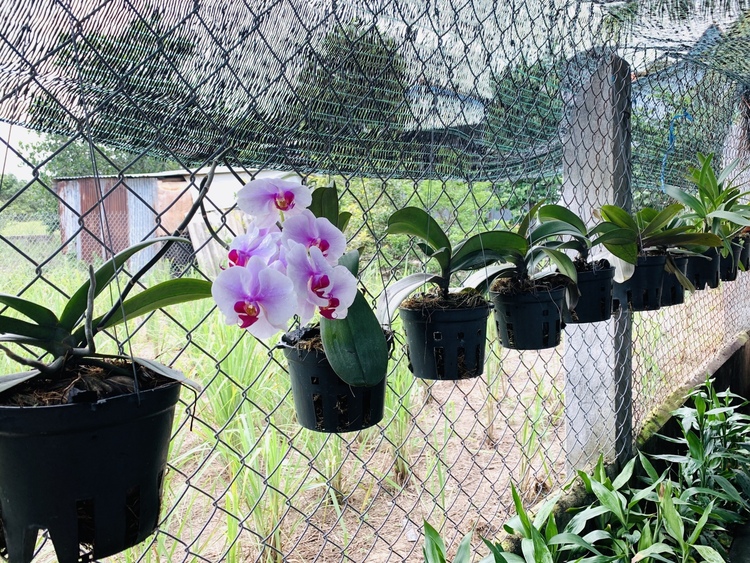Bài học cho dân tập sự chơi lan mùa Covid19 và chơi cả hồng :P Bài học cho dân tập sự chơi lan mùa Covid19 và chơi cả hồng :P