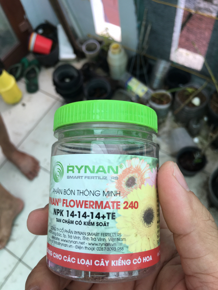 Bài học cho dân tập sự chơi lan mùa Covid19 và chơi cả hồng :P Bài học cho dân tập sự chơi lan mùa Covid19 và chơi cả hồng :P
