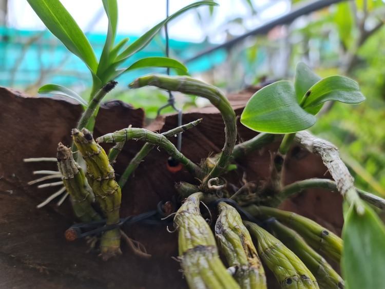 Bài học cho dân tập sự chơi lan mùa Covid19 và chơi cả hồng :P Bài học cho dân tập sự chơi lan mùa Covid19 và chơi cả hồng :P
