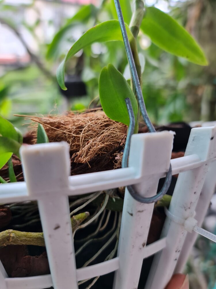Bài học cho dân tập sự chơi lan mùa Covid19 và chơi cả hồng :P Bài học cho dân tập sự chơi lan mùa Covid19 và chơi cả hồng :P