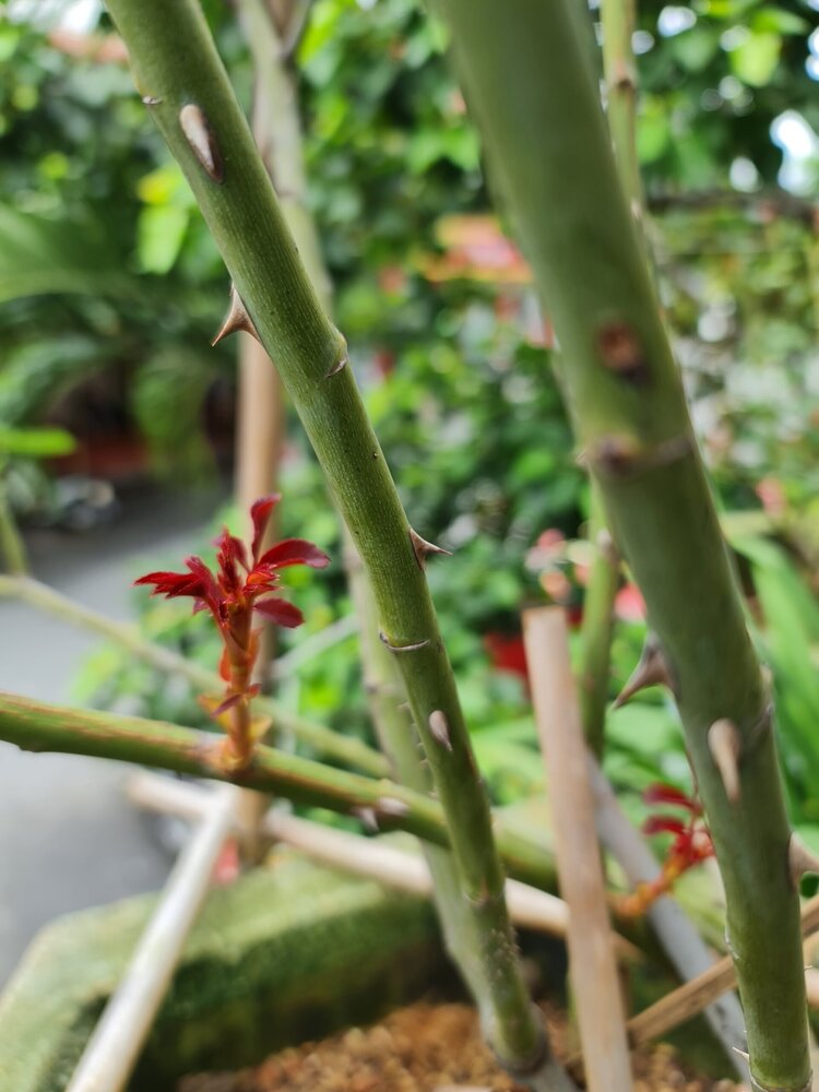 Bài học cho dân tập sự chơi lan mùa Covid19 và chơi cả hồng :P Bài học cho dân tập sự chơi lan mùa Covid19 và chơi cả hồng :P
