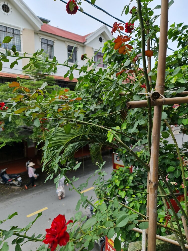 Bài học cho dân tập sự chơi lan mùa Covid19 và chơi cả hồng :P Bài học cho dân tập sự chơi lan mùa Covid19 và chơi cả hồng :P