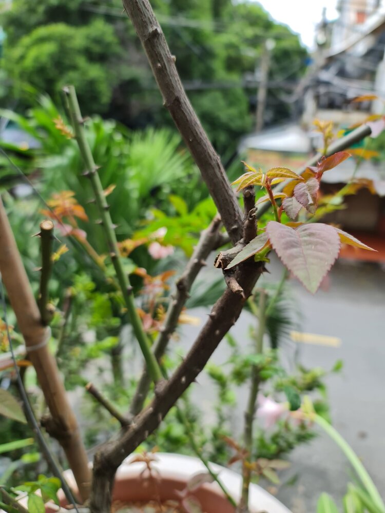 Bài học cho dân tập sự chơi lan mùa Covid19 và chơi cả hồng :P Bài học cho dân tập sự chơi lan mùa Covid19 và chơi cả hồng :P