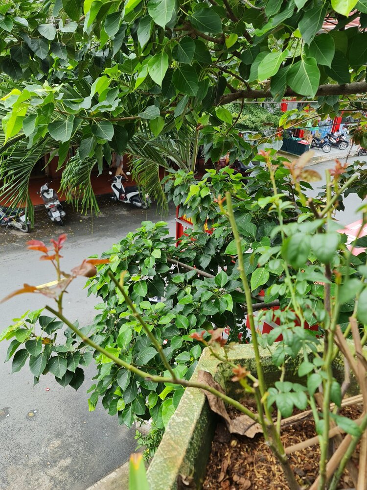 Bài học cho dân tập sự chơi lan mùa Covid19 và chơi cả hồng :P Bài học cho dân tập sự chơi lan mùa Covid19 và chơi cả hồng :P