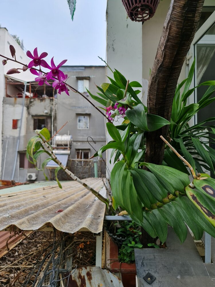 Bài học cho dân tập sự chơi lan mùa Covid19 và chơi cả hồng :P Bài học cho dân tập sự chơi lan mùa Covid19 và chơi cả hồng :P