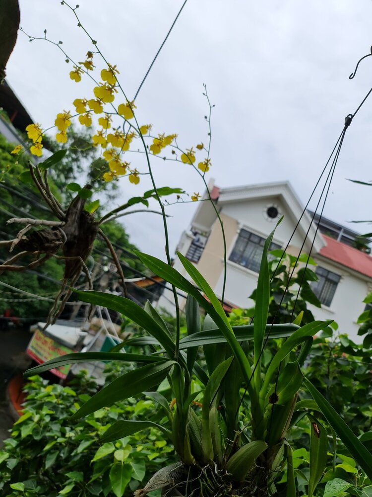 Bài học cho dân tập sự chơi lan mùa Covid19 và chơi cả hồng :P Bài học cho dân tập sự chơi lan mùa Covid19 và chơi cả hồng :P