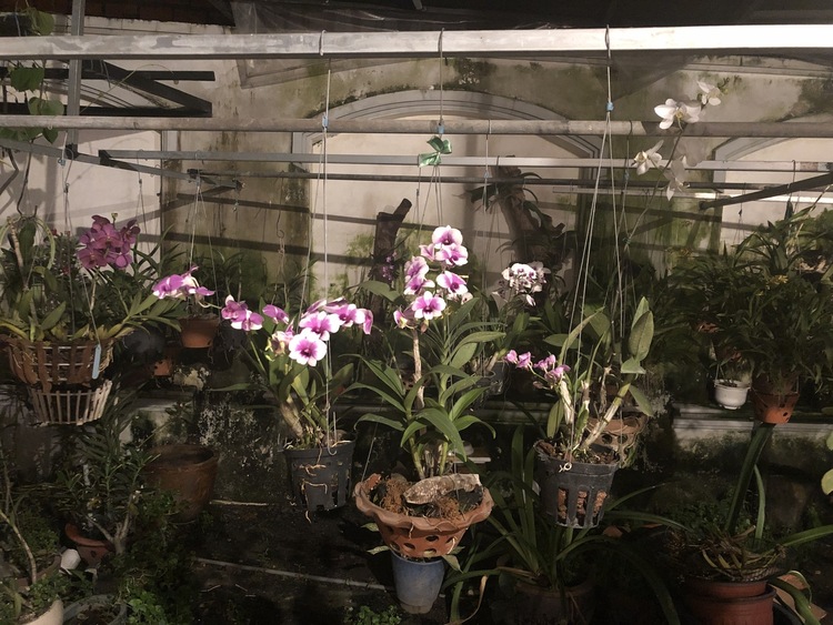 Bài học cho dân tập sự chơi lan mùa Covid19 và chơi cả hồng :P Bài học cho dân tập sự chơi lan mùa Covid19 và chơi cả hồng :P