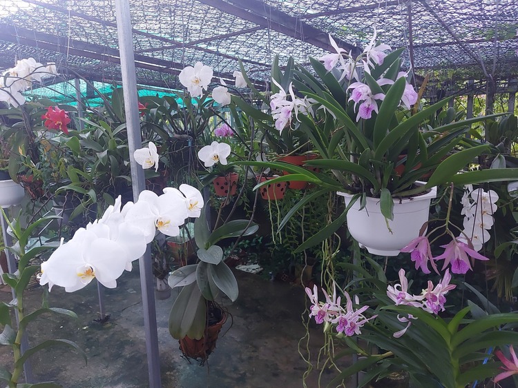 Bài học cho dân tập sự chơi lan mùa Covid19 và chơi cả hồng :P Bài học cho dân tập sự chơi lan mùa Covid19 và chơi cả hồng :P