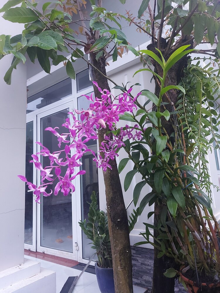 Bài học cho dân tập sự chơi lan mùa Covid19 và chơi cả hồng :P Bài học cho dân tập sự chơi lan mùa Covid19 và chơi cả hồng :P