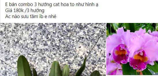 Bài học cho dân tập sự chơi lan mùa Covid19 và chơi cả hồng :P