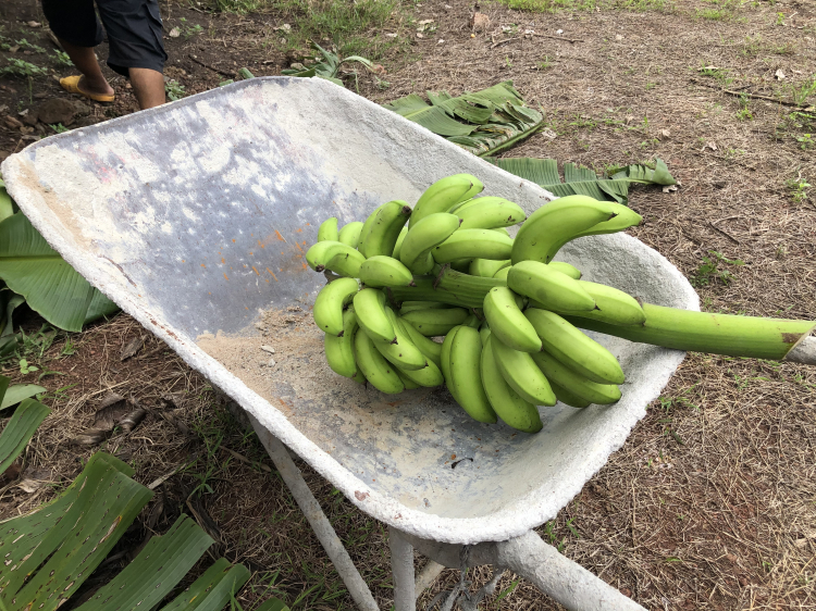 Góc nhỏ dưỡng già khi về vườn nay muốn bán. Góc nhỏ dưỡng già khi về vườn nay muốn bán.