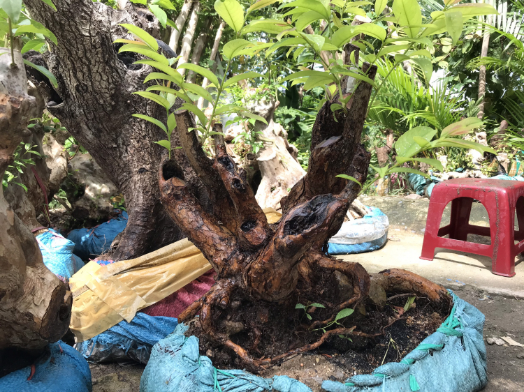 Bằng lăng tím lá nhỏ - bonsai cây cảnh