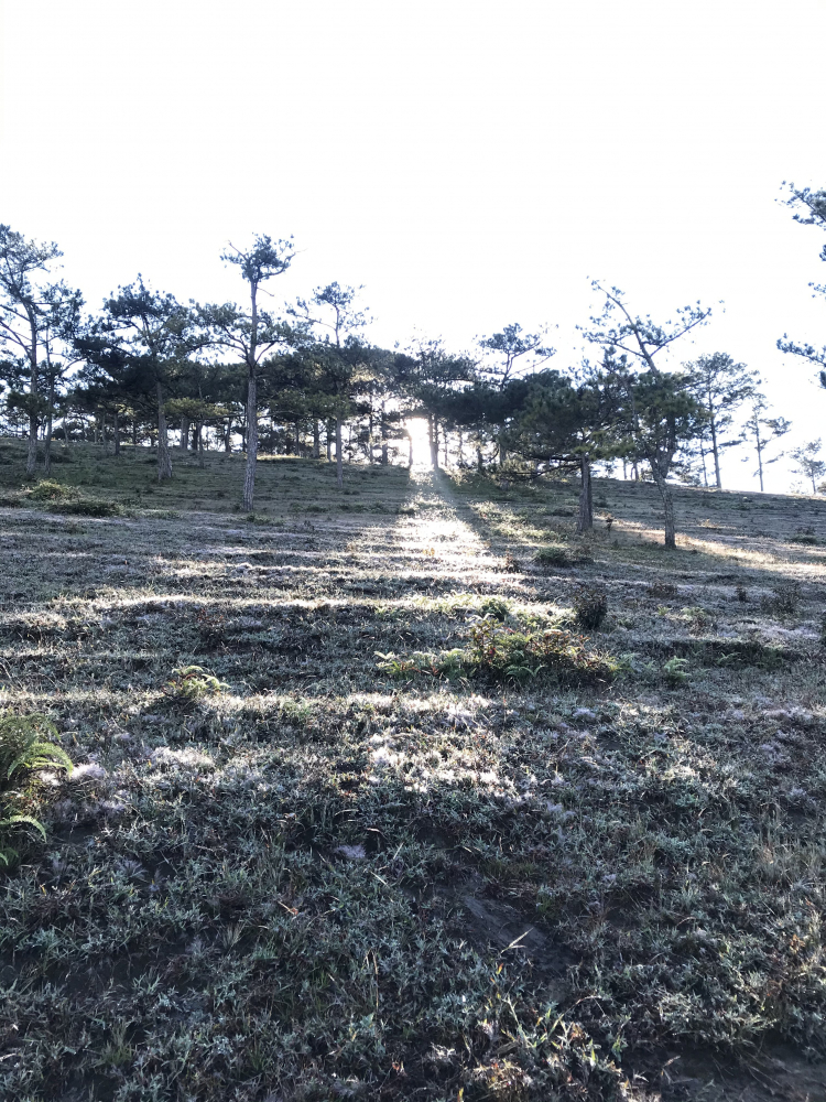 Tổng hợp các thớt về DALAT từ A đến Z Tổng hợp các thớt về DALAT từ A đến Z