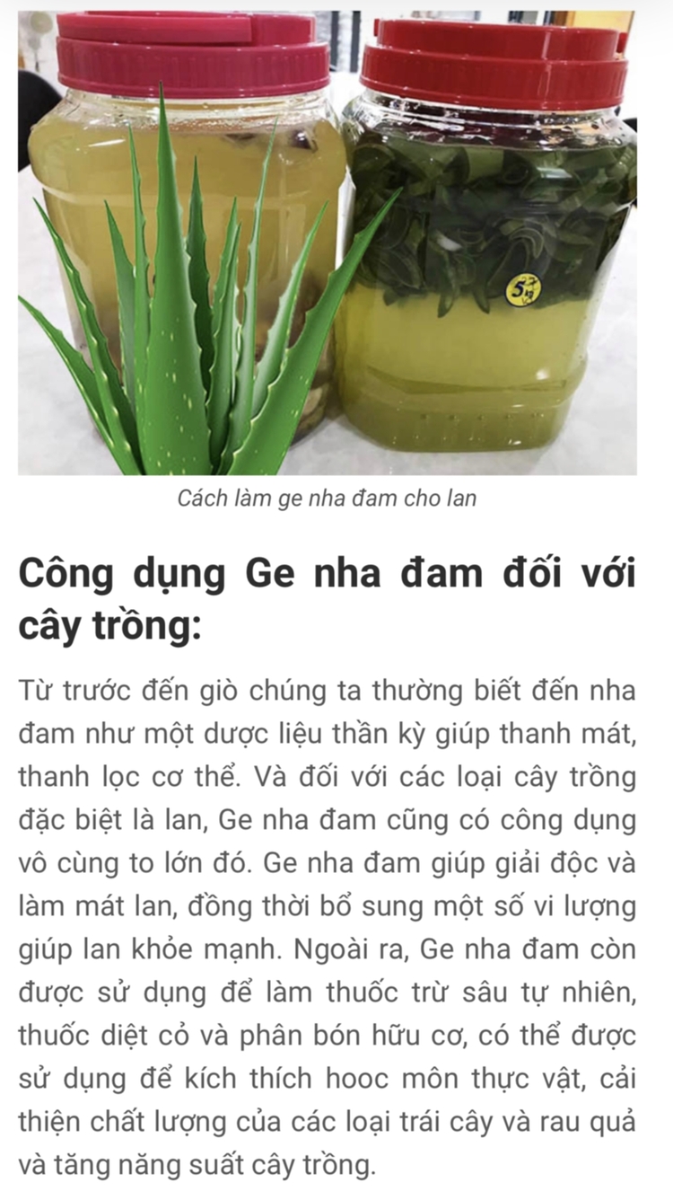 Bài học cho dân tập sự chơi lan mùa Covid19 và chơi cả hồng :P