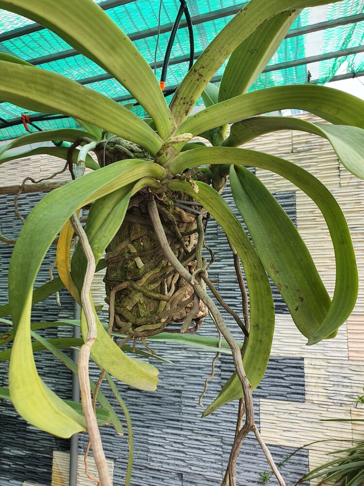 Bài học cho dân tập sự chơi lan mùa Covid19 và chơi cả hồng :P Bài học cho dân tập sự chơi lan mùa Covid19 và chơi cả hồng :P