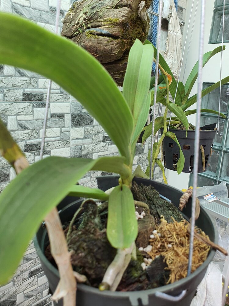 Bài học cho dân tập sự chơi lan mùa Covid19 và chơi cả hồng :P Bài học cho dân tập sự chơi lan mùa Covid19 và chơi cả hồng :P