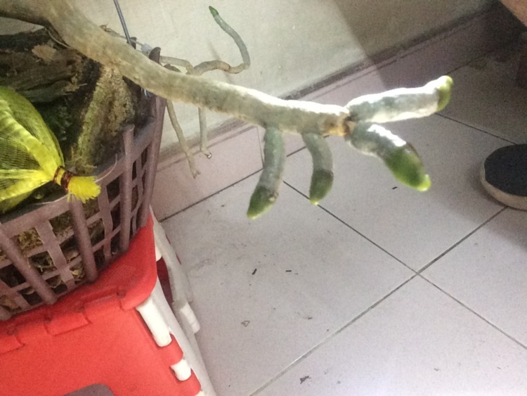 Bài học cho dân tập sự chơi lan mùa Covid19 và chơi cả hồng :P Bài học cho dân tập sự chơi lan mùa Covid19 và chơi cả hồng :P