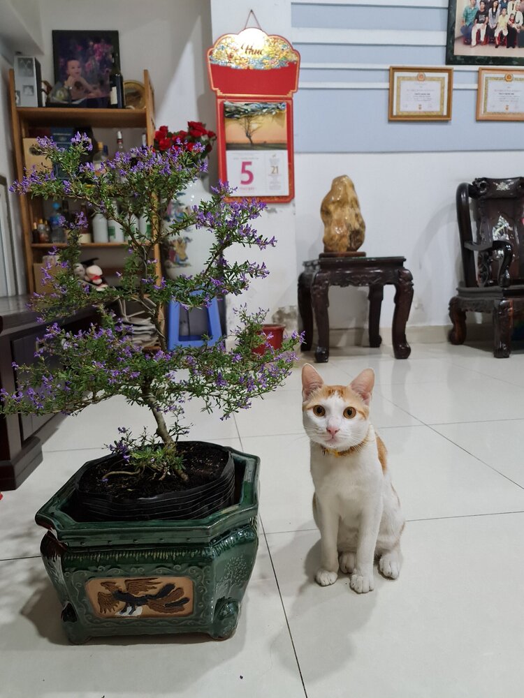 Bài học cho dân tập sự chơi lan mùa Covid19 và chơi cả hồng :P Bài học cho dân tập sự chơi lan mùa Covid19 và chơi cả hồng :P