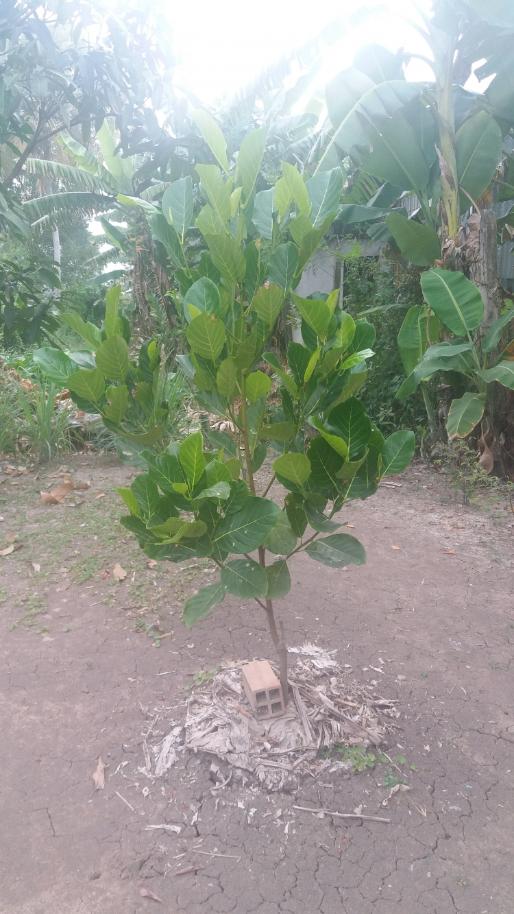 Trồng cây sân nhà phố Trồng cây sân nhà phố