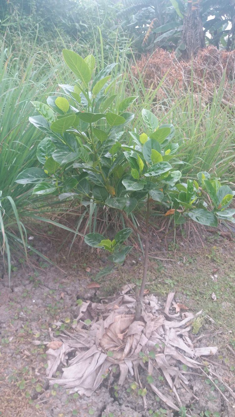 Trồng cây sân nhà phố Trồng cây sân nhà phố