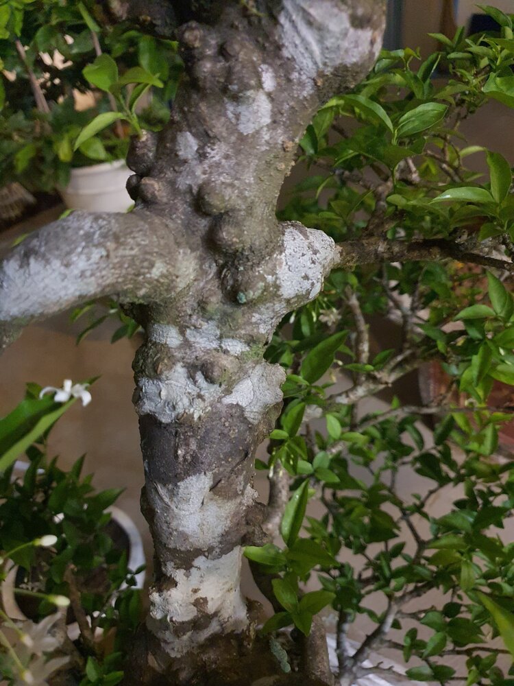 Bài học cho dân tập sự chơi lan mùa Covid19 và chơi cả hồng :P Bài học cho dân tập sự chơi lan mùa Covid19 và chơi cả hồng :P