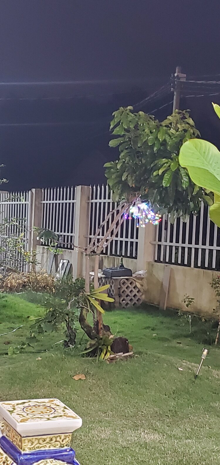 Bài học cho dân tập sự chơi lan mùa Covid19 và chơi cả hồng :P Bài học cho dân tập sự chơi lan mùa Covid19 và chơi cả hồng :P