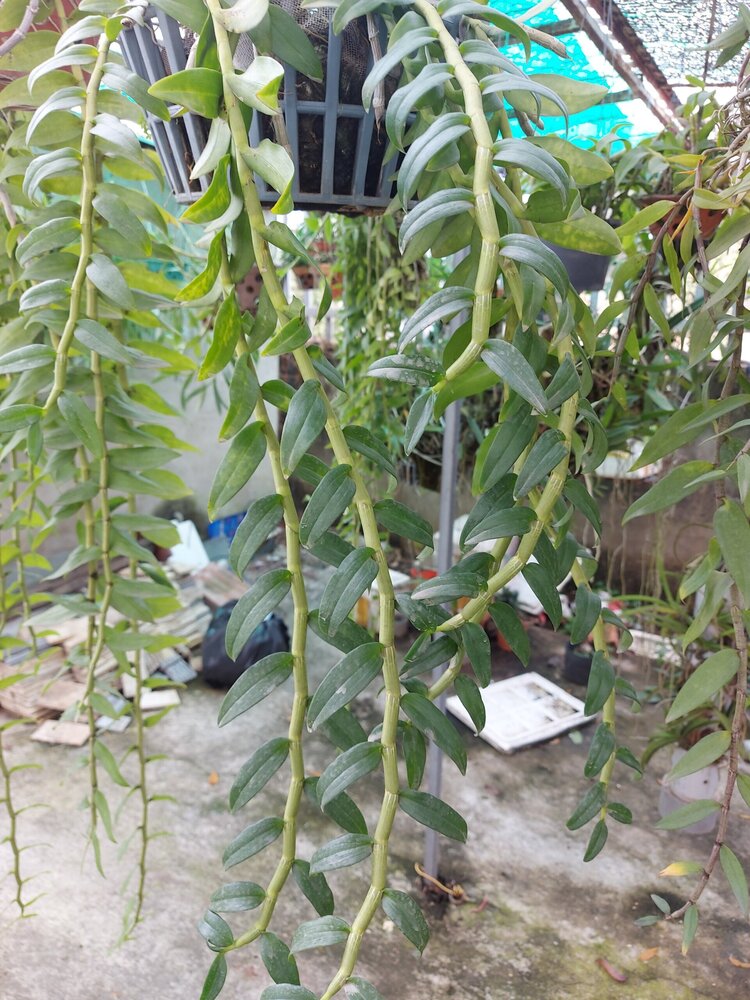 Bài học cho dân tập sự chơi lan mùa Covid19 và chơi cả hồng :P Bài học cho dân tập sự chơi lan mùa Covid19 và chơi cả hồng :P