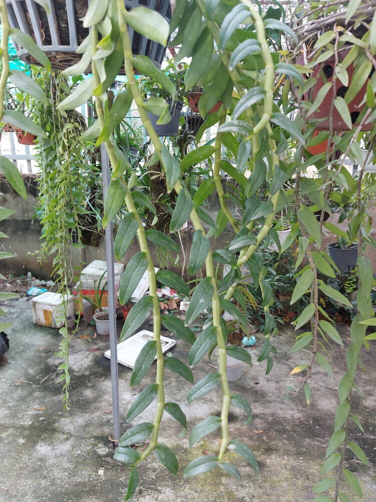 Bài học cho dân tập sự chơi lan mùa Covid19 và chơi cả hồng :P Bài học cho dân tập sự chơi lan mùa Covid19 và chơi cả hồng :P
