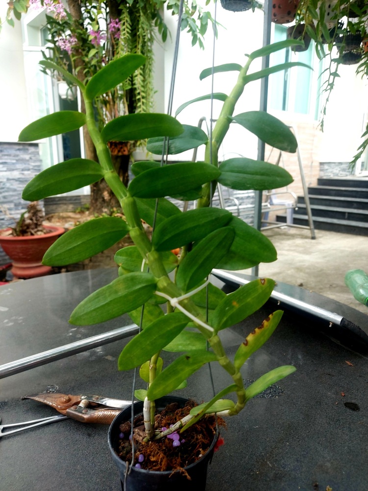 Bài học cho dân tập sự chơi lan mùa Covid19 và chơi cả hồng :P Bài học cho dân tập sự chơi lan mùa Covid19 và chơi cả hồng :P