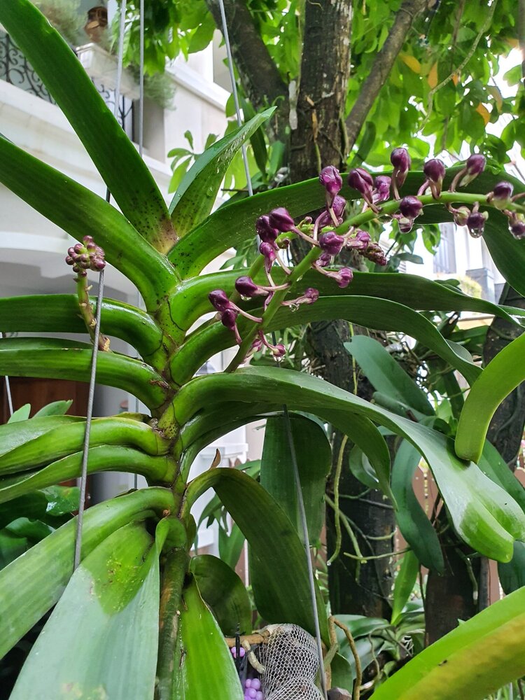 Bài học cho dân tập sự chơi lan mùa Covid19 và chơi cả hồng :P Bài học cho dân tập sự chơi lan mùa Covid19 và chơi cả hồng :P