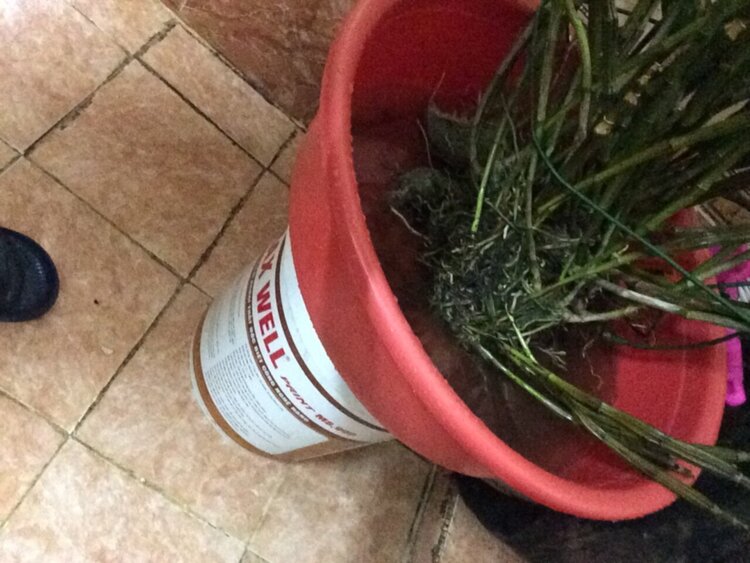 Bài học cho dân tập sự chơi lan mùa Covid19 và chơi cả hồng :P Bài học cho dân tập sự chơi lan mùa Covid19 và chơi cả hồng :P
