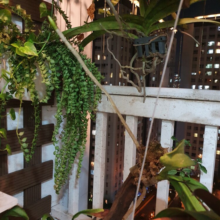 Bài học cho dân tập sự chơi lan mùa Covid19 và chơi cả hồng :P Bài học cho dân tập sự chơi lan mùa Covid19 và chơi cả hồng :P