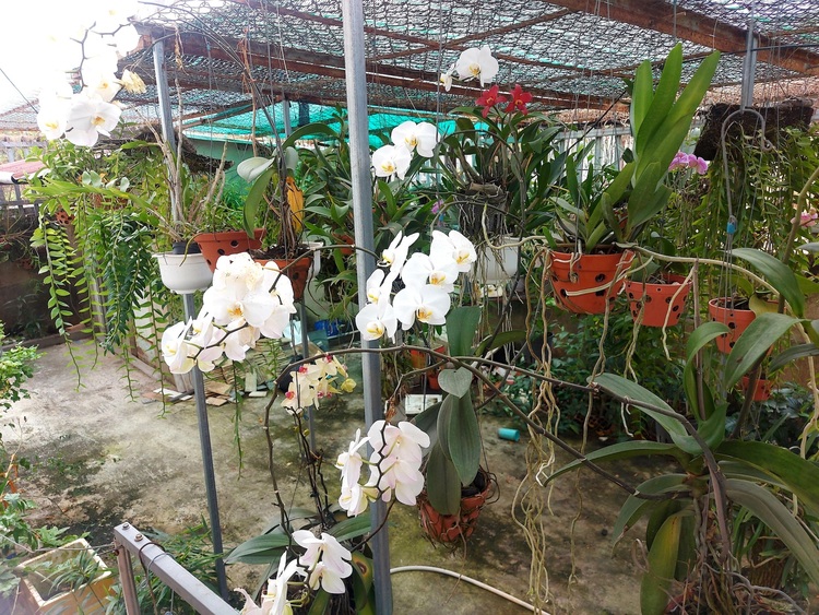 Bài học cho dân tập sự chơi lan mùa Covid19 và chơi cả hồng :P Bài học cho dân tập sự chơi lan mùa Covid19 và chơi cả hồng :P