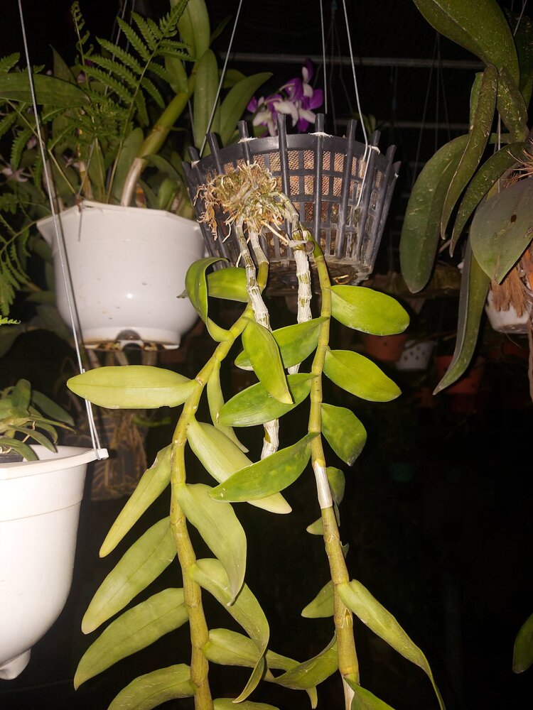 Bài học cho dân tập sự chơi lan mùa Covid19 và chơi cả hồng :P Bài học cho dân tập sự chơi lan mùa Covid19 và chơi cả hồng :P