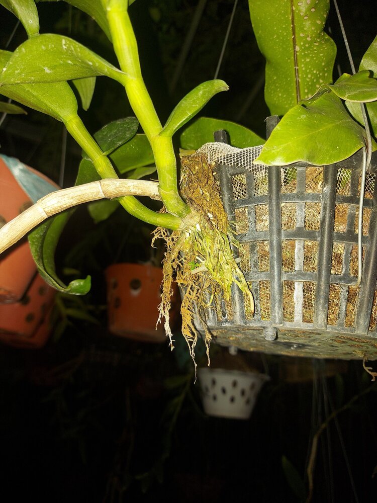 Bài học cho dân tập sự chơi lan mùa Covid19 và chơi cả hồng :P Bài học cho dân tập sự chơi lan mùa Covid19 và chơi cả hồng :P