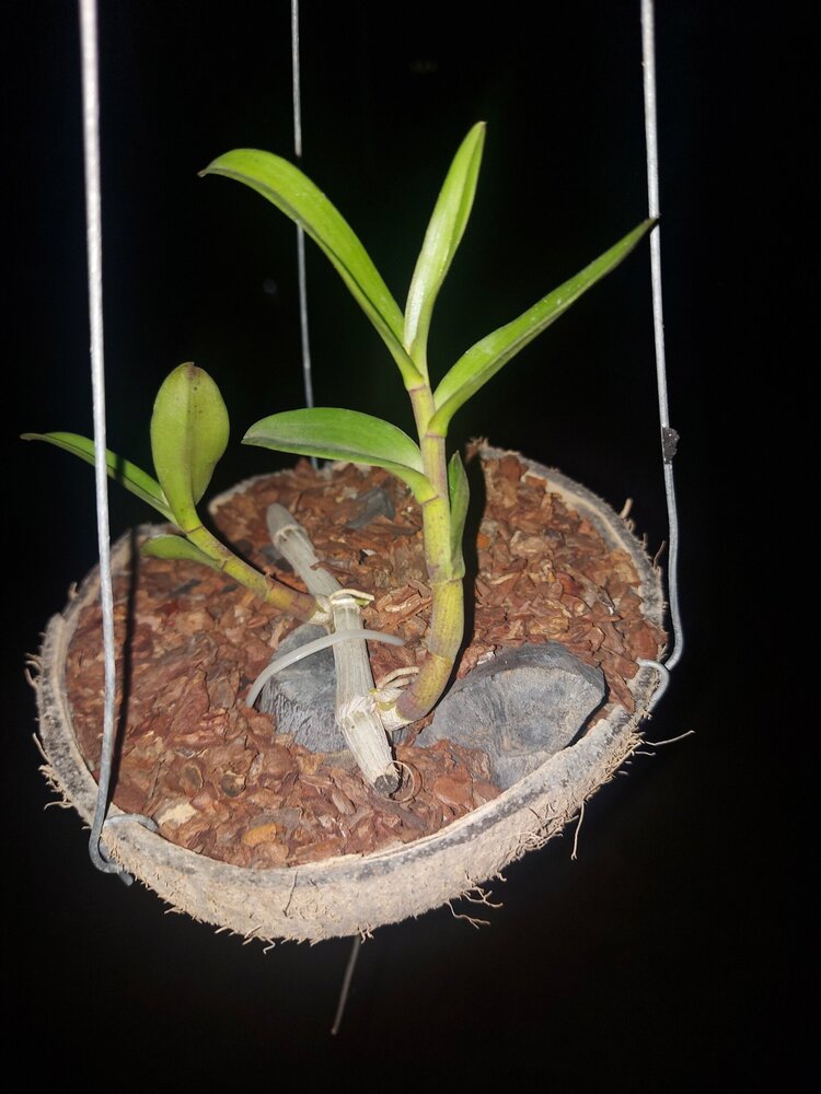 Bài học cho dân tập sự chơi lan mùa Covid19 và chơi cả hồng :P Bài học cho dân tập sự chơi lan mùa Covid19 và chơi cả hồng :P