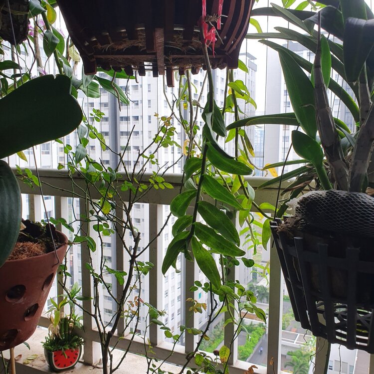 Bài học cho dân tập sự chơi lan mùa Covid19 và chơi cả hồng :P Bài học cho dân tập sự chơi lan mùa Covid19 và chơi cả hồng :P