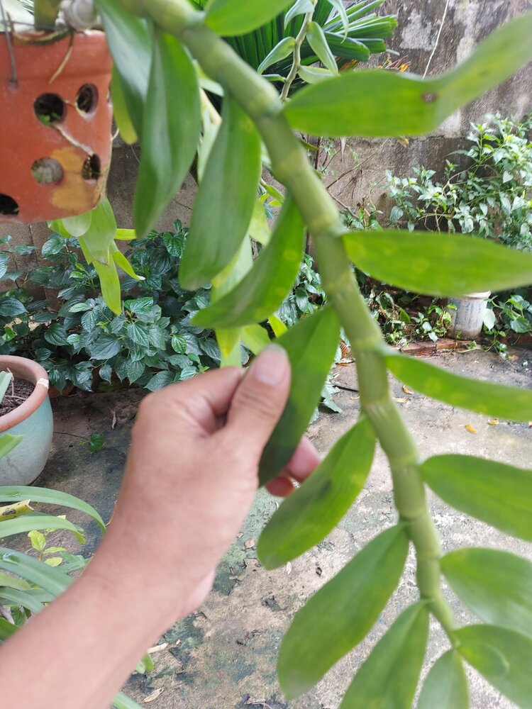 Bài học cho dân tập sự chơi lan mùa Covid19 và chơi cả hồng :P Bài học cho dân tập sự chơi lan mùa Covid19 và chơi cả hồng :P