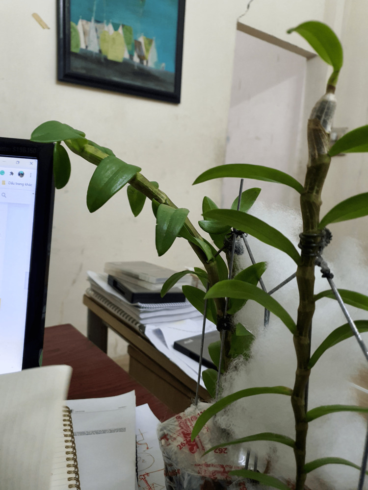 Bài học cho dân tập sự chơi lan mùa Covid19 và chơi cả hồng :P Bài học cho dân tập sự chơi lan mùa Covid19 và chơi cả hồng :P