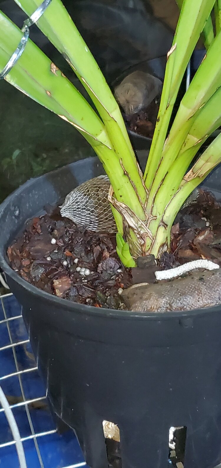 Bài học cho dân tập sự chơi lan mùa Covid19 và chơi cả hồng :P Bài học cho dân tập sự chơi lan mùa Covid19 và chơi cả hồng :P