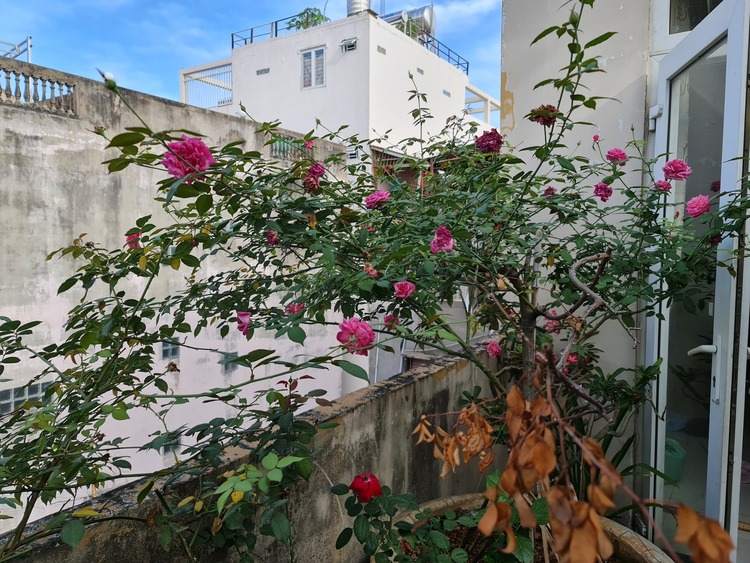 Bài học cho dân tập sự chơi lan mùa Covid19 và chơi cả hồng :P Bài học cho dân tập sự chơi lan mùa Covid19 và chơi cả hồng :P