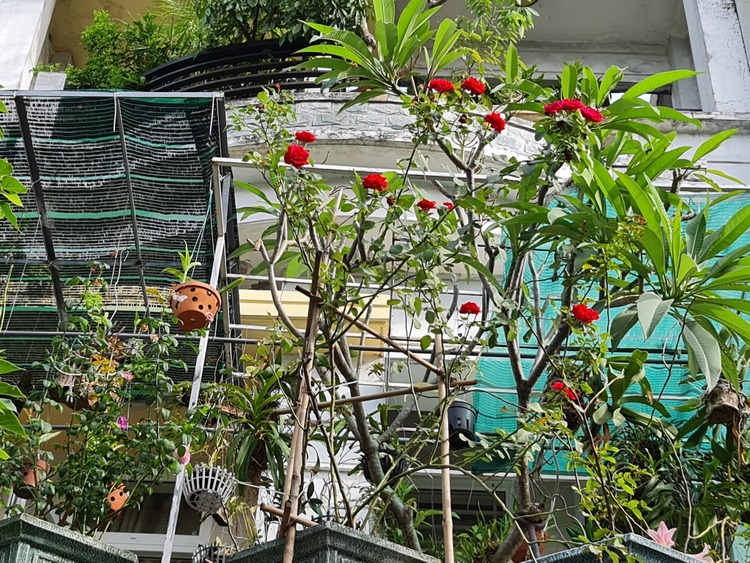 Bài học cho dân tập sự chơi lan mùa Covid19 và chơi cả hồng :P Bài học cho dân tập sự chơi lan mùa Covid19 và chơi cả hồng :P