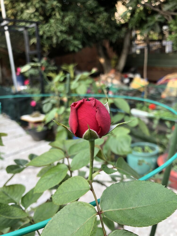 Bài học cho dân tập sự chơi lan mùa Covid19 và chơi cả hồng :P Bài học cho dân tập sự chơi lan mùa Covid19 và chơi cả hồng :P
