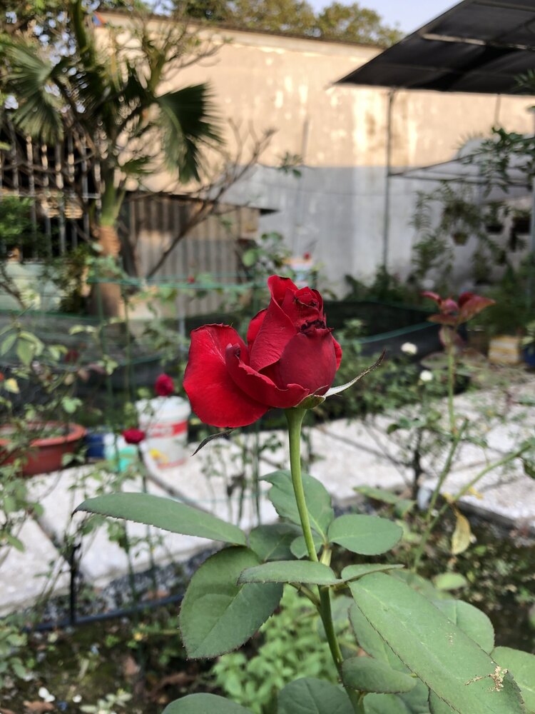 Bài học cho dân tập sự chơi lan mùa Covid19 và chơi cả hồng :P Bài học cho dân tập sự chơi lan mùa Covid19 và chơi cả hồng :P