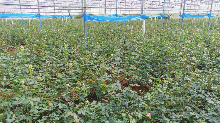 Xe và chuyến đi B’Lao – Dalat – Bàu Trắng cuối năm 2020 Xe và chuyến đi B’Lao – Dalat – Bàu Trắng cuối năm 2020