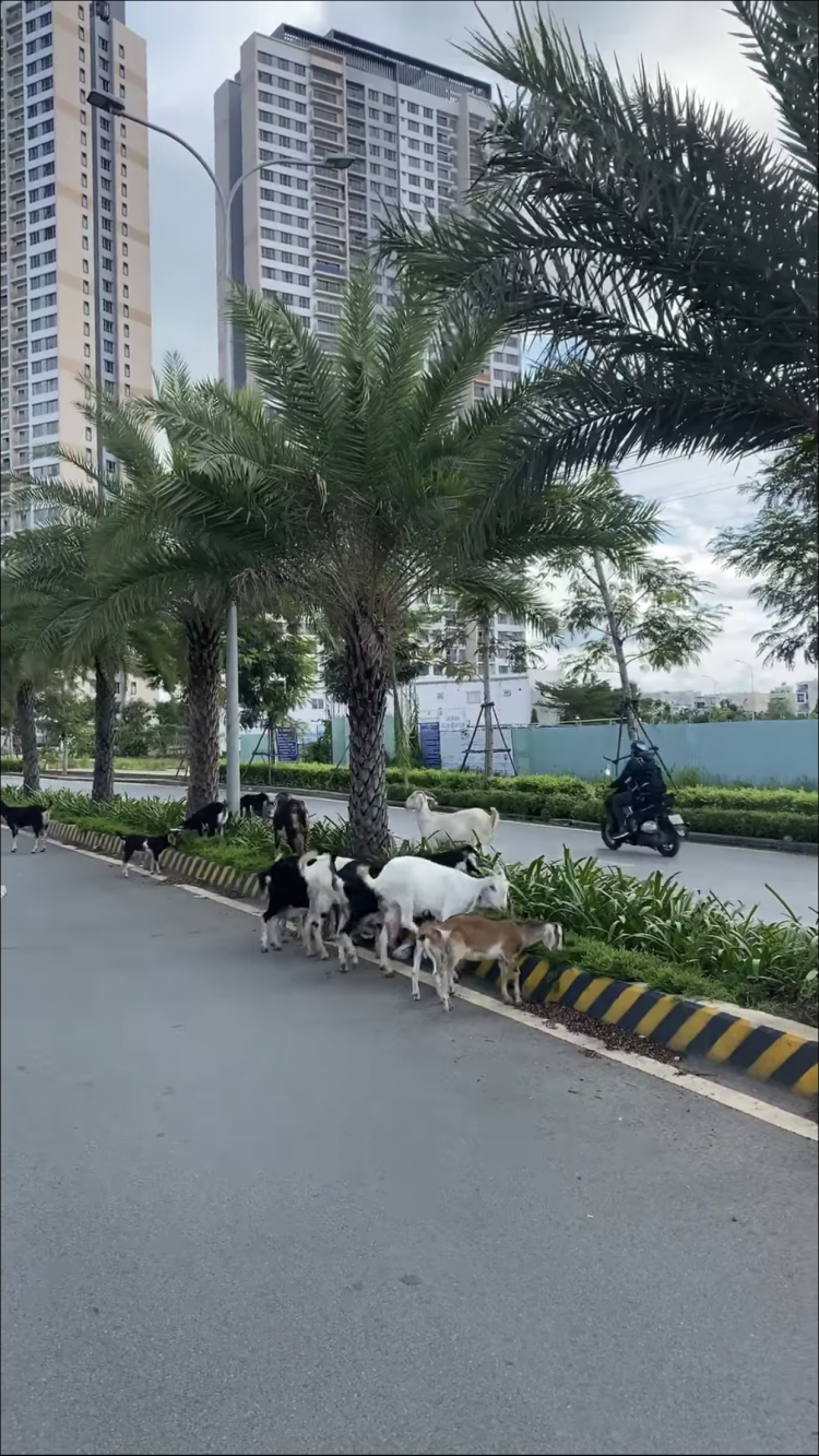 VINHOMES GRAND PARK QUẬN 9 LÀ CÁI “BẪY GẤU” CHO NHỮNG KHÁCH YÊU MÀU HỒNG!